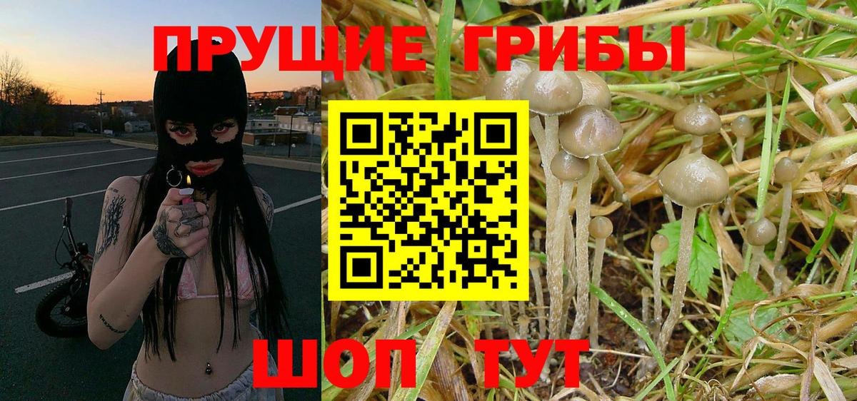 Галлюциногенные грибы Cubensis  Вход с VPN  Шали 